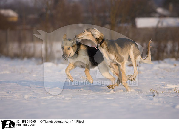 running dogs / IPI-01595