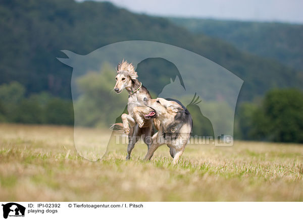 playing dogs / IPI-02392