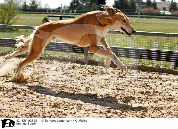 rennender Saluki / running Saluki / KMI-02755