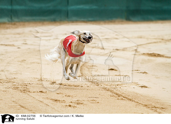 rennender Saluki / running Saluki / KMI-02756