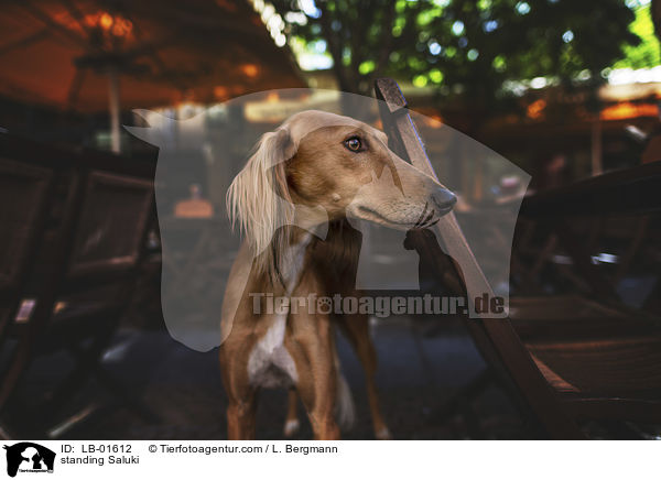 stehender Saluki / standing Saluki / LB-01612