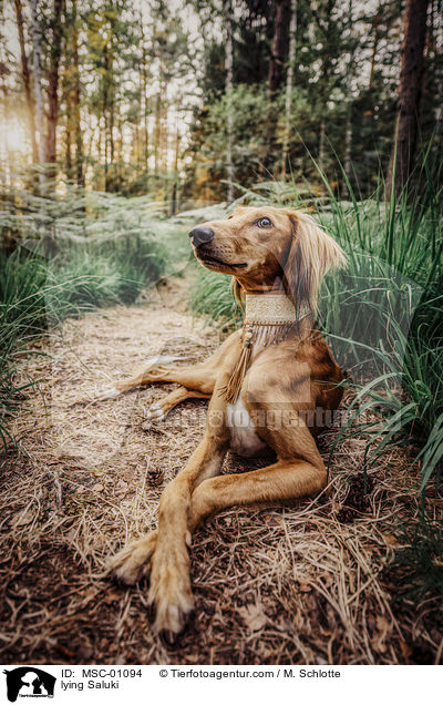 liegender Saluki / lying Saluki / MSC-01094