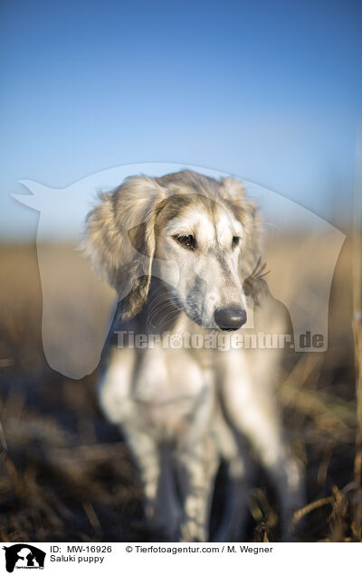 Saluki Welpe / Saluki puppy / MW-16926