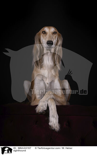 Saluki / sighthound / MAH-04167
