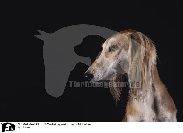 Saluki / sighthound / MAH-04171