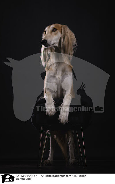 Saluki / sighthound / MAH-04177
