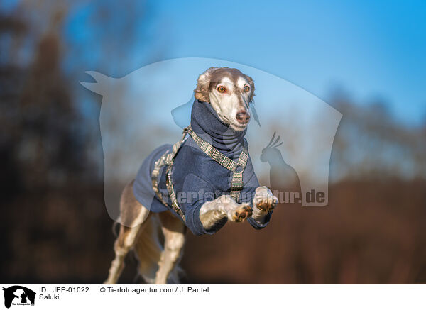 Saluki / Saluki / JEP-01022