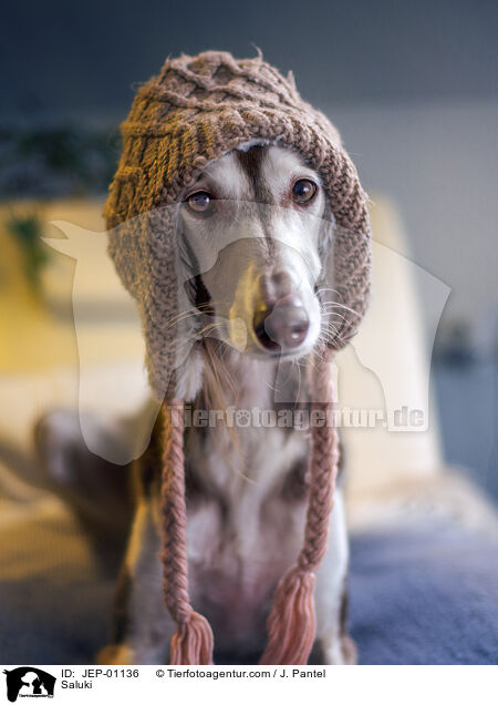 Saluki / Saluki / JEP-01136
