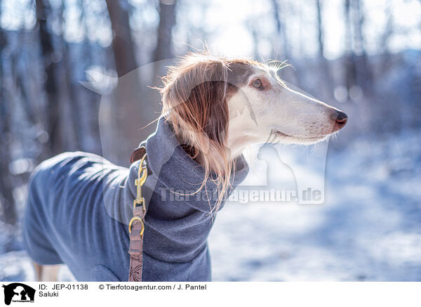 Saluki / Saluki / JEP-01138