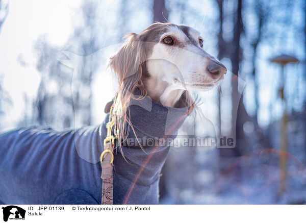 Saluki / Saluki / JEP-01139