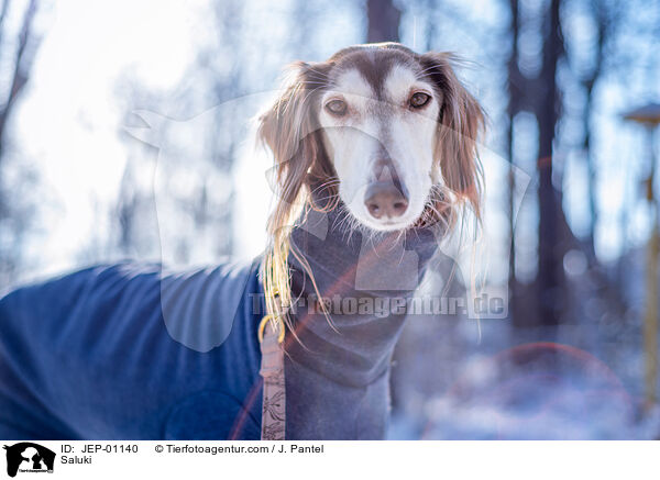 Saluki / Saluki / JEP-01140