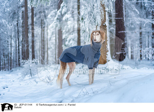 Saluki / Saluki / JEP-01144