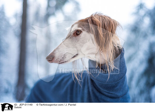 Saluki / Saluki / JEP-01149