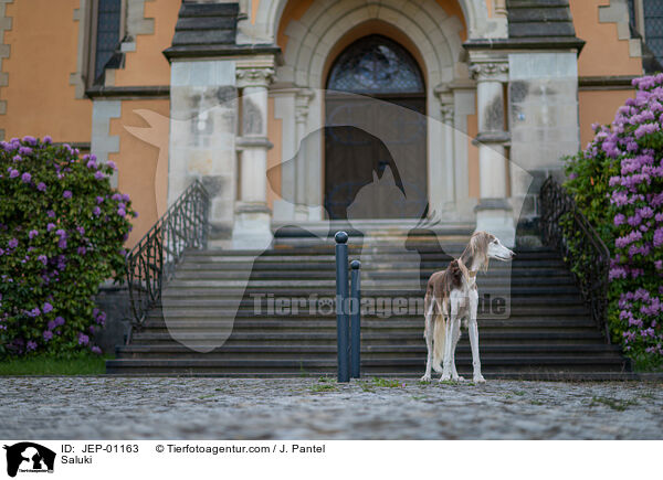 Saluki / Saluki / JEP-01163