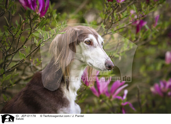 Saluki / Saluki / JEP-01178