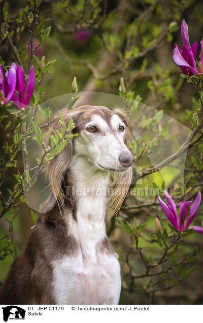 Saluki / Saluki / JEP-01179