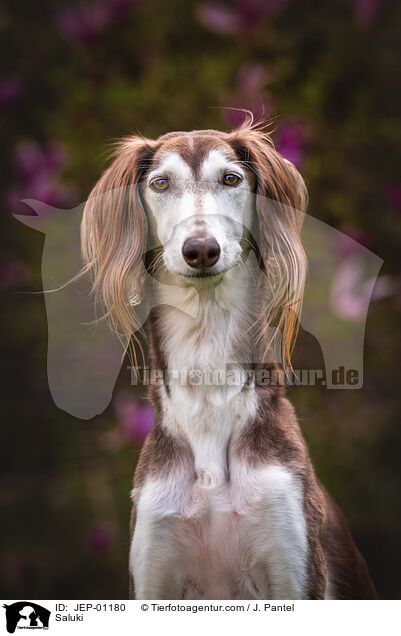 Saluki / Saluki / JEP-01180
