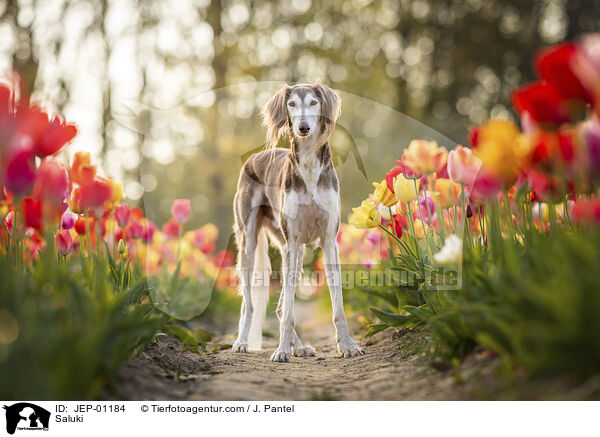Saluki / Saluki / JEP-01184