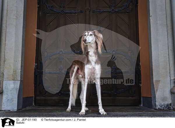 Saluki / Saluki / JEP-01190