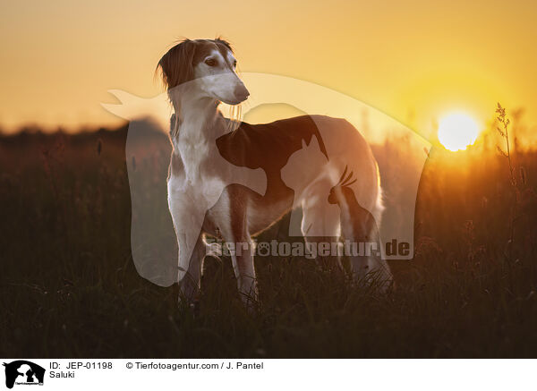 Saluki / Saluki / JEP-01198