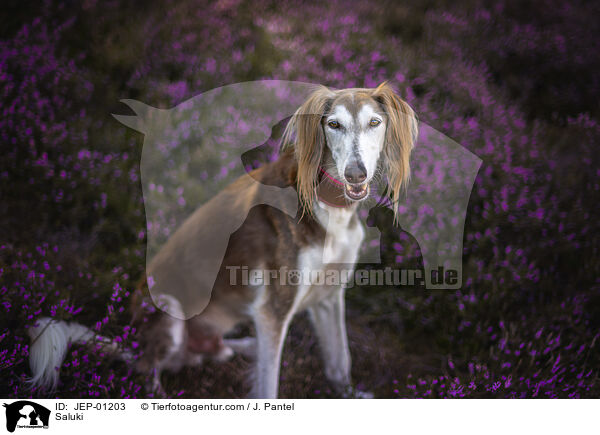 Saluki / Saluki / JEP-01203