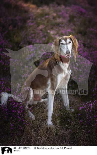Saluki / Saluki / JEP-01204