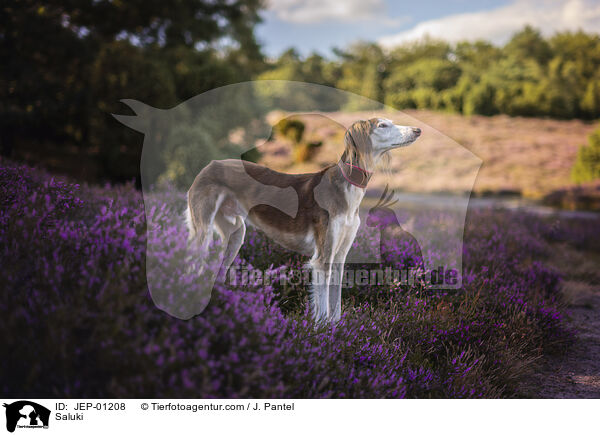 Saluki / Saluki / JEP-01208