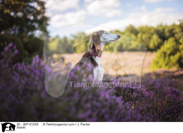 Saluki / Saluki / JEP-01209