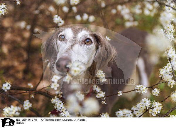 Saluki / Saluki / JEP-01278