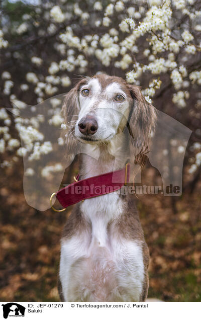 Saluki / Saluki / JEP-01279