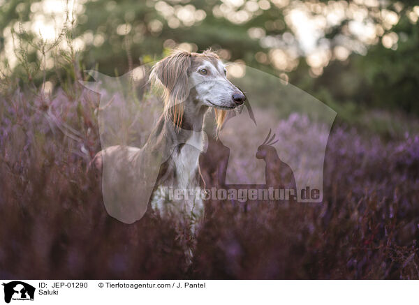 Saluki / Saluki / JEP-01290