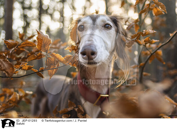 Saluki / Saluki / JEP-01293