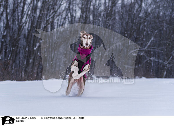 Saluki / Saluki / JEP-01297