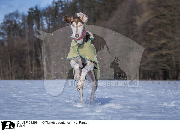 Saluki / Saluki / JEP-01299