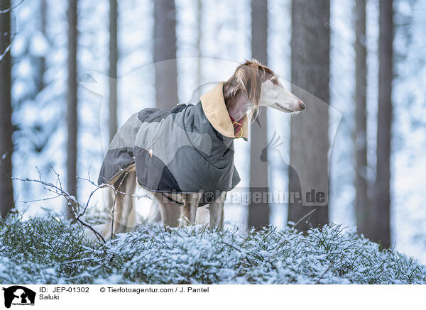 Saluki / Saluki / JEP-01302