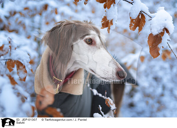 Saluki / Saluki / JEP-01307