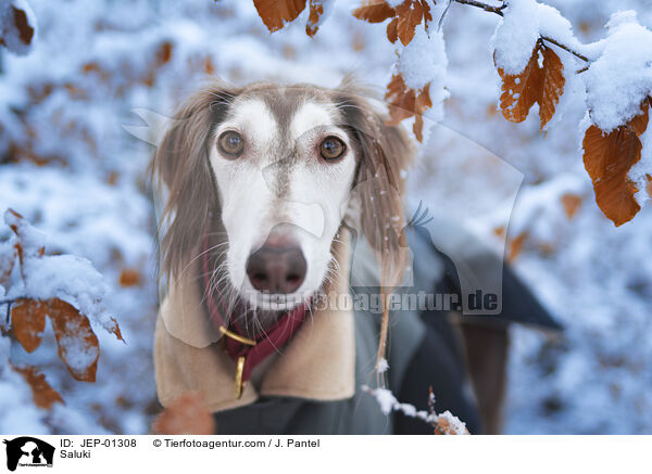 Saluki / Saluki / JEP-01308