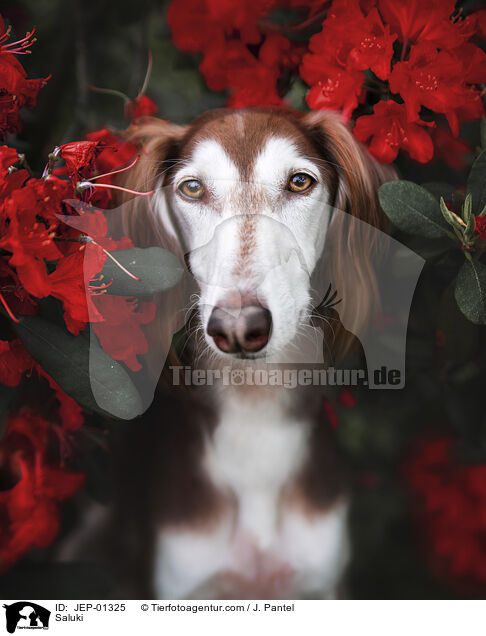 Saluki / Saluki / JEP-01325