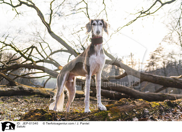 Saluki / JEP-01340