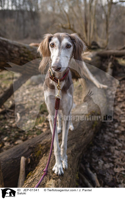 Saluki / Saluki / JEP-01341