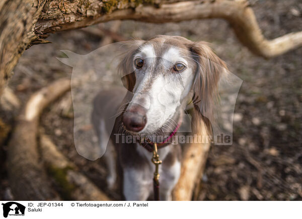 Saluki / Saluki / JEP-01344