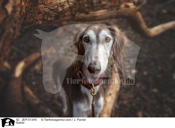 Saluki / Saluki / JEP-01345