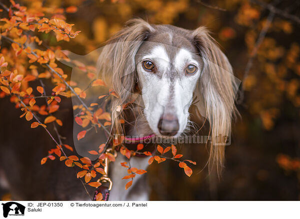 Saluki / Saluki / JEP-01350