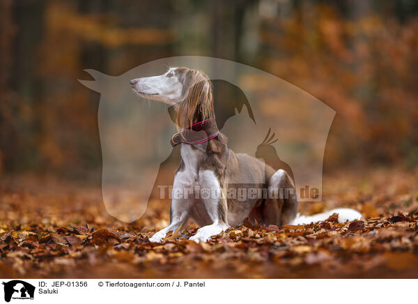 Saluki / Saluki / JEP-01356