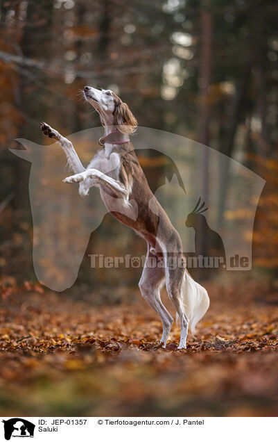 Saluki / JEP-01357