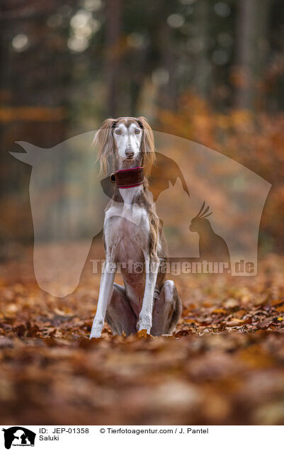 Saluki / Saluki / JEP-01358