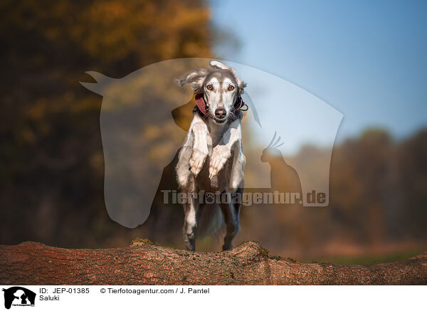 Saluki / Saluki / JEP-01385