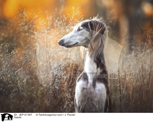 Saluki / Saluki / JEP-01387