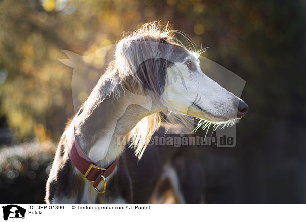 Saluki / Saluki / JEP-01390