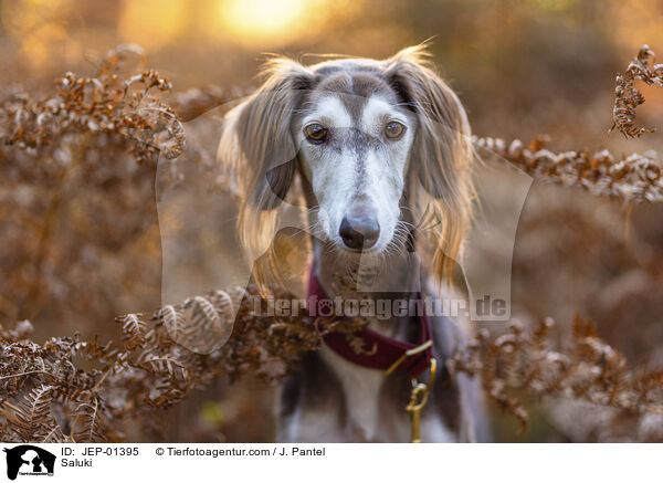 Saluki / Saluki / JEP-01395